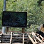 Yunnan Wild Animal Park panda TV