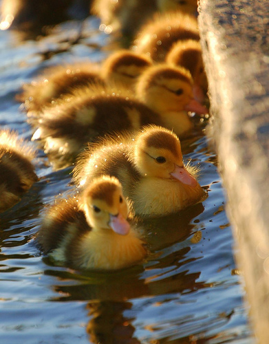 myspace layouts, myspace codes, glitter graphics