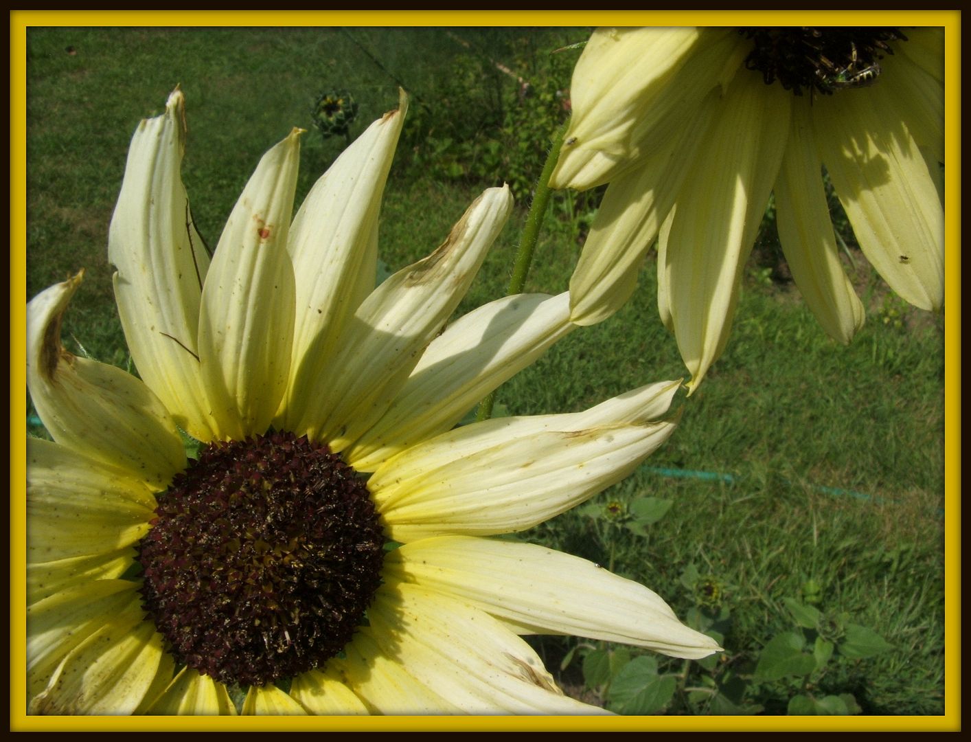 Italian White by Angie Ouellette-Tower for godsgrowinggarden.com photo 003_zps595a7589.jpg