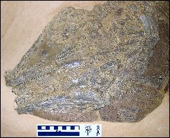 VP-2117Ga.jpg (19324 bytes)