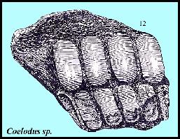 WILL190A.jpg (21876 bytes)