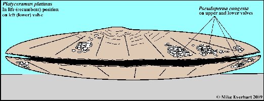 Platyceramus2009a.jpg (32949 bytes)