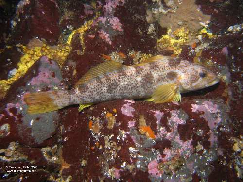 Kelp Greenling - female