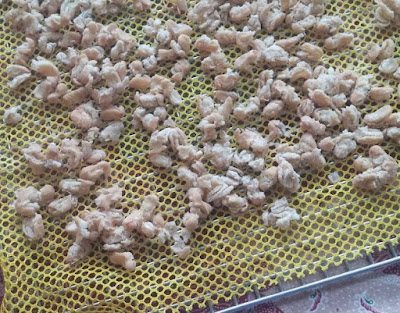 Cooked beans coming out of the food-dryer, redried Cooked beans coming out of the food-dryer, redried