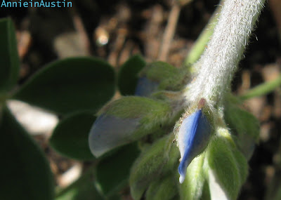 Annieinaustin, bluebonnet bud
