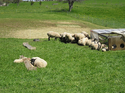 Meeting Place Organic Farm Sheep Meeting Place Organic Farm Sheep