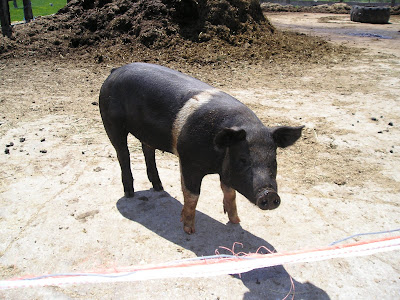 Meeting Place Organic Farm Pig Meeting Place Organic Farm Pig