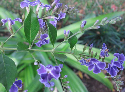 Duranta erecta,AnnieinAustin
