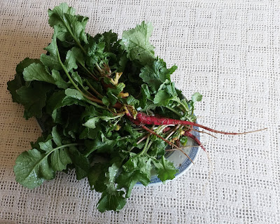 Radish Greens Radish Greens