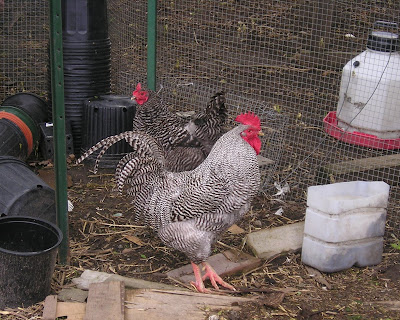 Stone Meadow Plymouth Barred Rocks