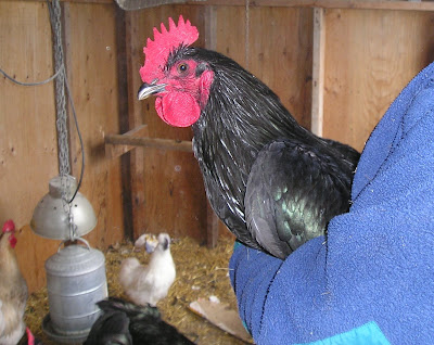 Stone Meadow Jersey Black Giant Stone Meadow Jersey Black Giant