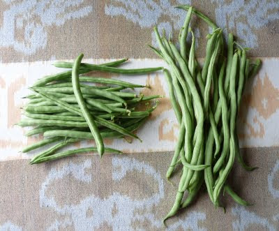 Blue Lake and Fortex Beans Blue Lake and Fortex Beans