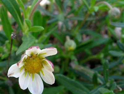 Annieinaustin, blackfoot daisies