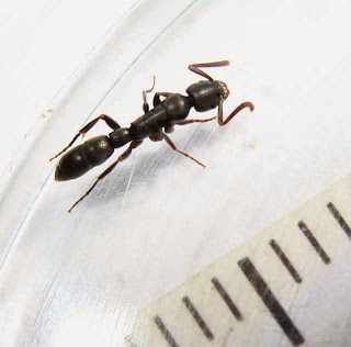 Platythyrea parallela