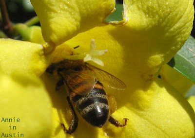 Annieinaustin, bee in jessamine