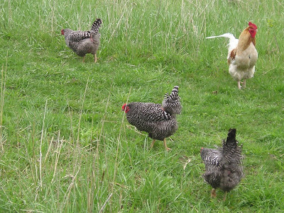 Stone Meadow Chickens in the Grass