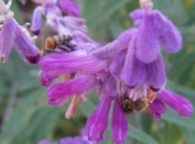 Salvia leucantha,bee,AnnieinAustin