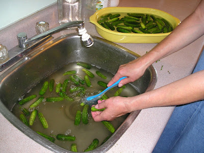 Scrubbing cucumbers to make dill pickles