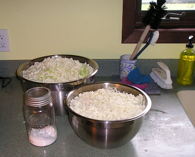 Shredded Cabbage to Make Sauerkraut Shredded Cabbage to Make Sauerkraut