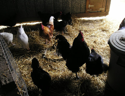 Stone Meadow Chickens in the Barn Stone Meadow Chickens in the Barn