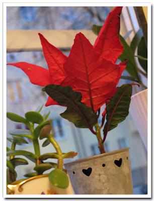 Överlevande julblomma