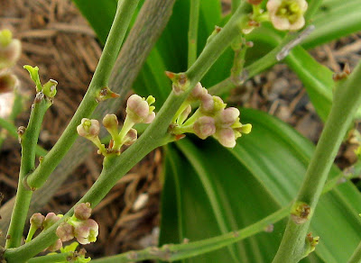 Annieinaustin mexican lime buds