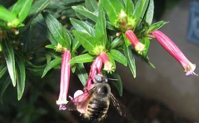 Pink Cuphea llaeva, bee,AnnieinAustin