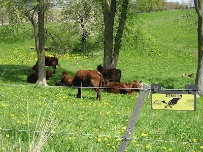 Meeting Place Organic Farm Cattle Meeting Place Organic Farm Cattle