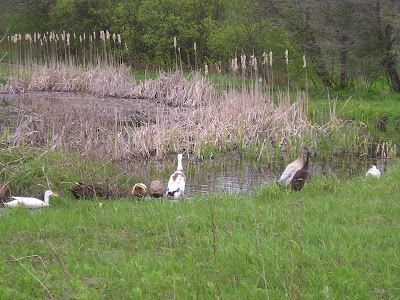 Stone Meadow Ducks at the Pond Stone Meadow Ducks at the Pond