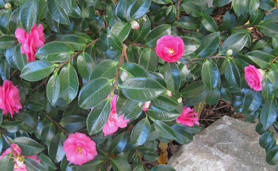 Camellia sasanqua Shishi Gashira,AnnieinAustin
