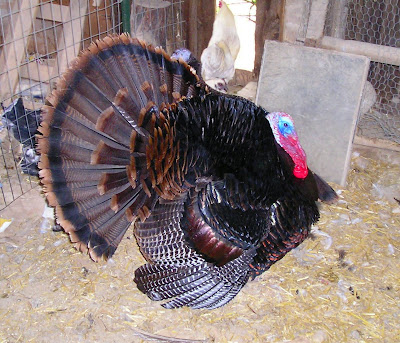 Stone Meadow Turkey Stone Meadow Turkey