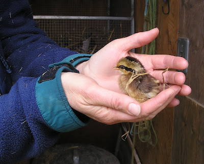 Stone Meadow Chick Stone Meadow Chick