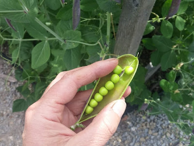 Lancashire Lad Peas Pod Lancashire Lad Peas Pod
