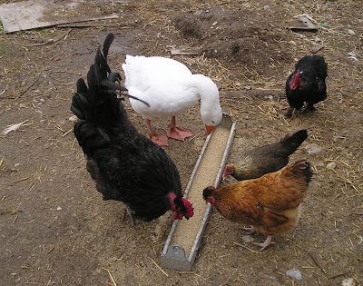 Stone Meadow Poultry Eating Stone Meadow Poultry Eating