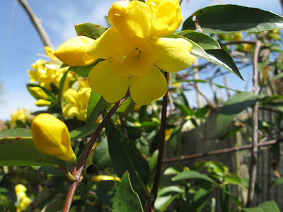 Annieinaustin Carolina jessamine