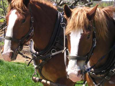 Meeting Place Organic Farm Horses Meeting Place Organic Farm Horses