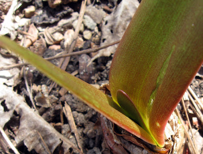 Annieinaustin, Amaryllis tips emerge