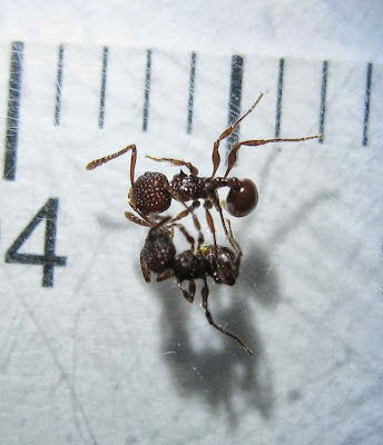 Pristomyrmex sp