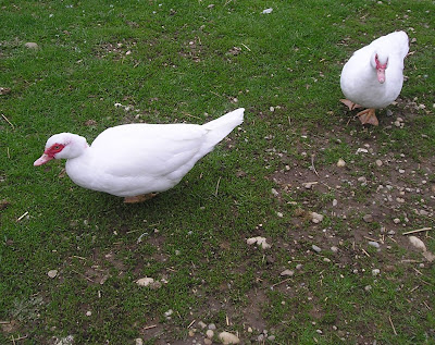 Stone Meadow Muscovy Ducks Stone Meadow Muscovy Ducks