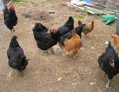 Stone Meadow Chickens in the Yard Stone Meadow Chickens in the Yard