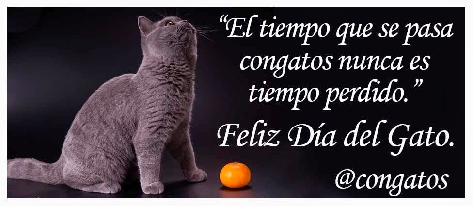 Ronroneos en este día tan felino :) Día del Gato 2015