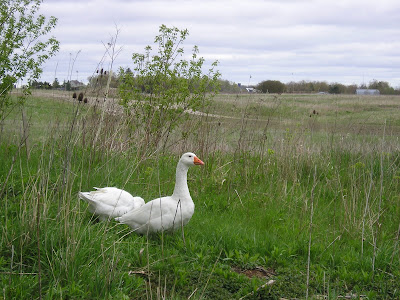 Stone Meadow Ducks Stone Meadow Ducks