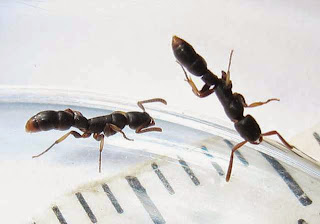 Platythyrea parallela