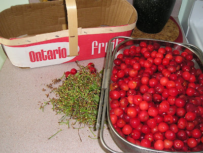 Canning Cherries - Pick Over the Cherries Canning Cherries - Pick Over the Cherries