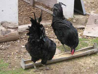 Stone Meadow Jersey Black Giants Stone Meadow Jersey Black Giants