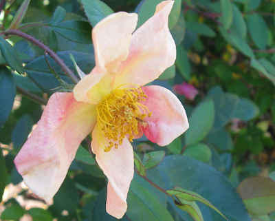 Mutabilis rose closeup,AnnieinAustin