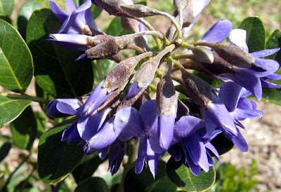 Annieinaustin, Tx Mountain laurel buds