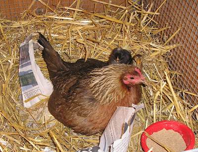 Stone Meadow Red Jungle Fowl with Chicks Stone Meadow Red Jungle Fowl with Chicks