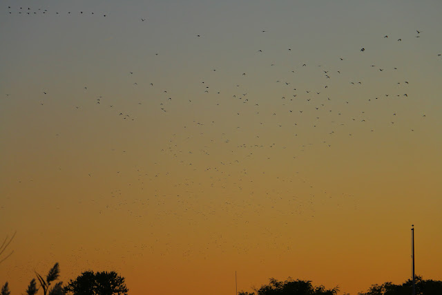 Birds at Fort Delaware