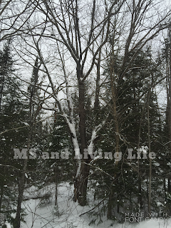 A winters view. By MS and Living Life